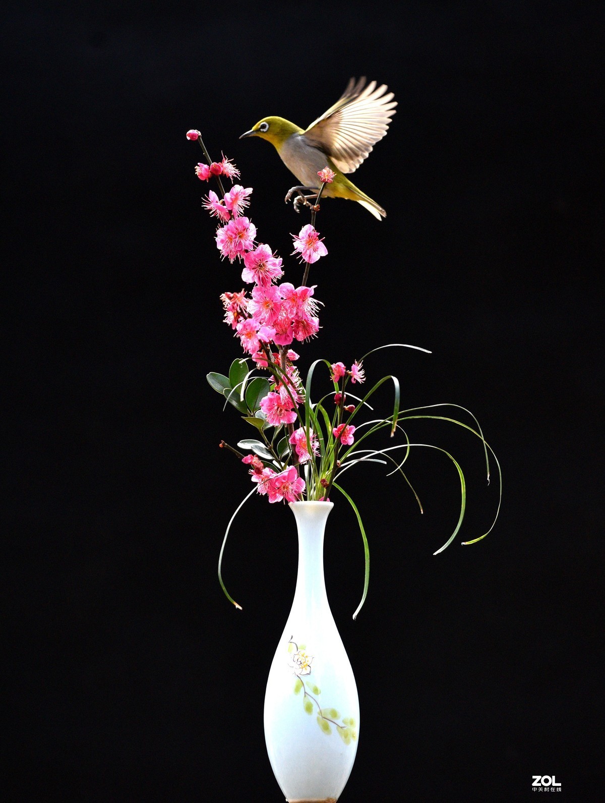 植物园拍的绣眼