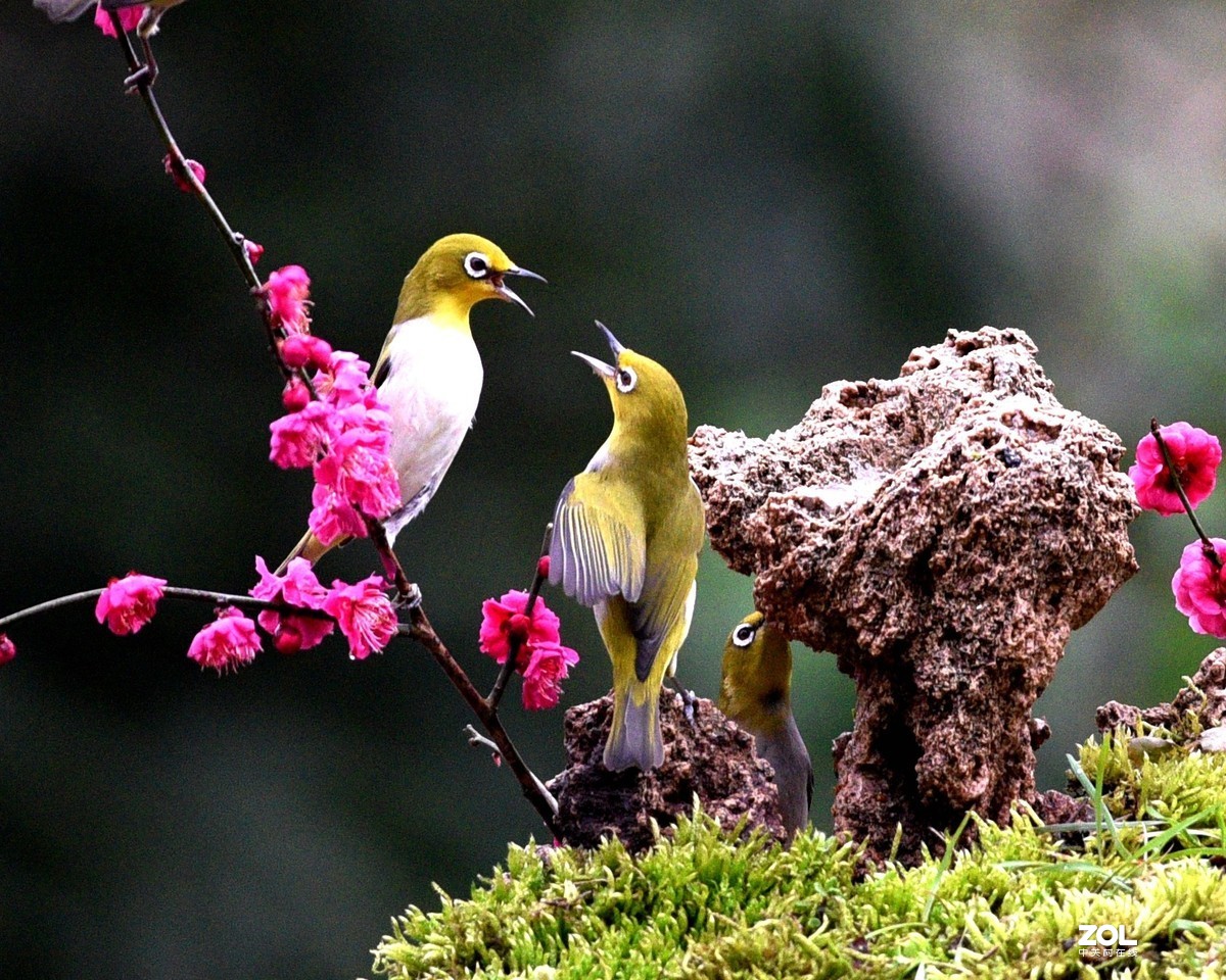 植物园拍的绣眼