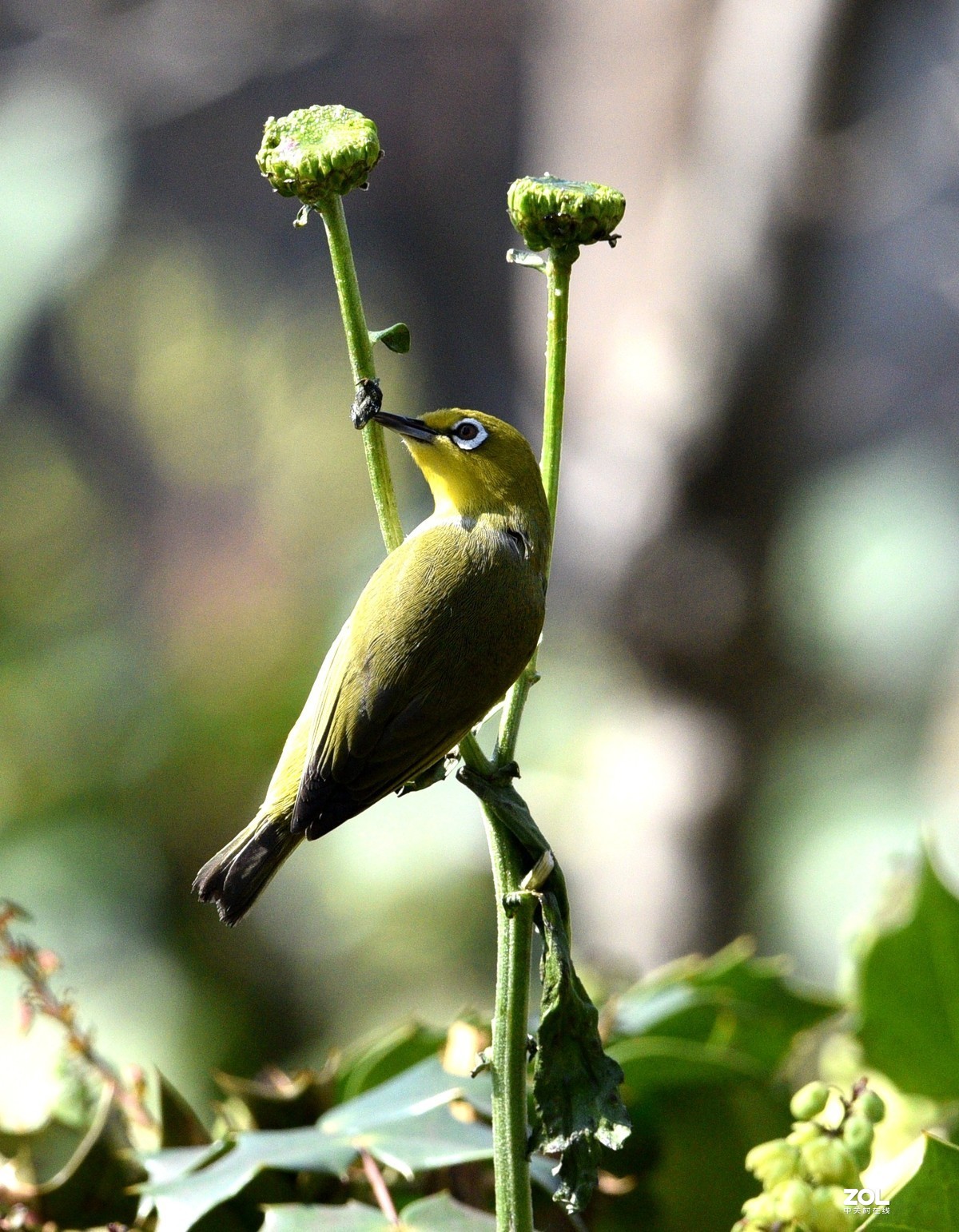 植物园拍的绣眼
