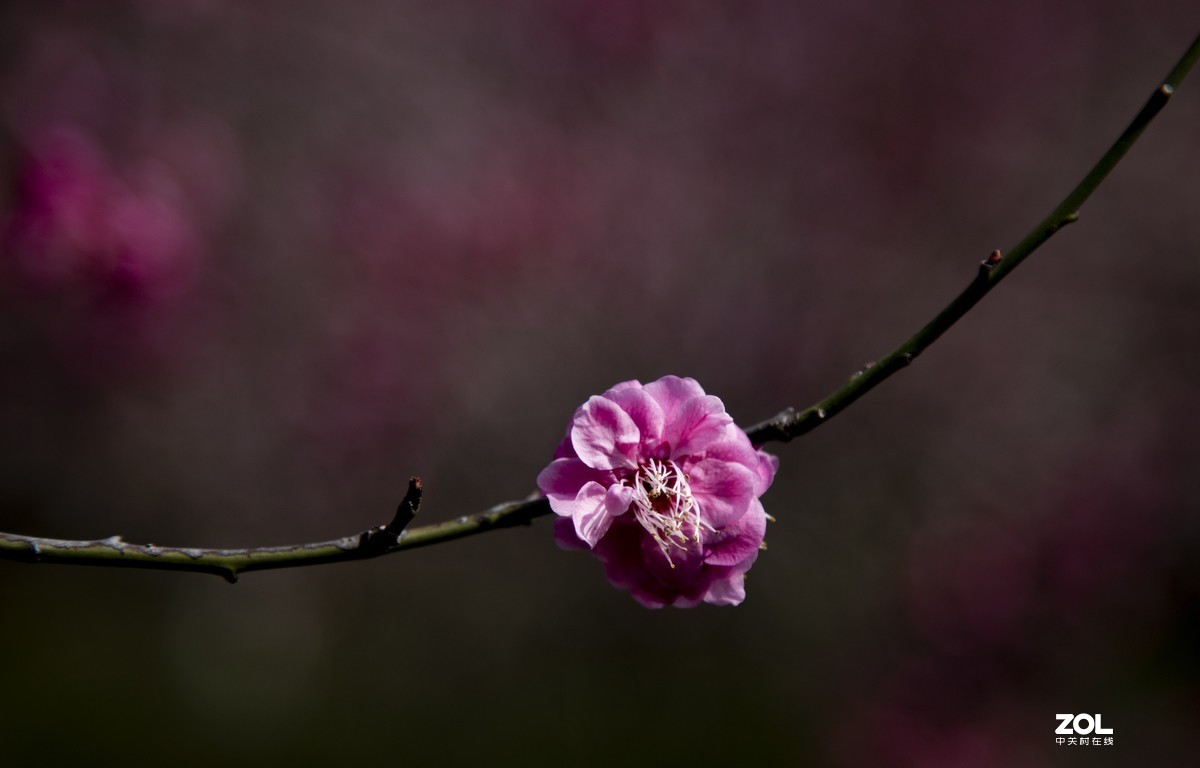 公园陆续开放，梅花一组请老师们指点，谢谢
