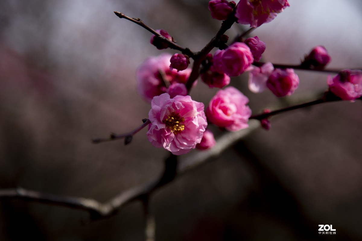 公园陆续开放，梅花一组请老师们指点，谢谢