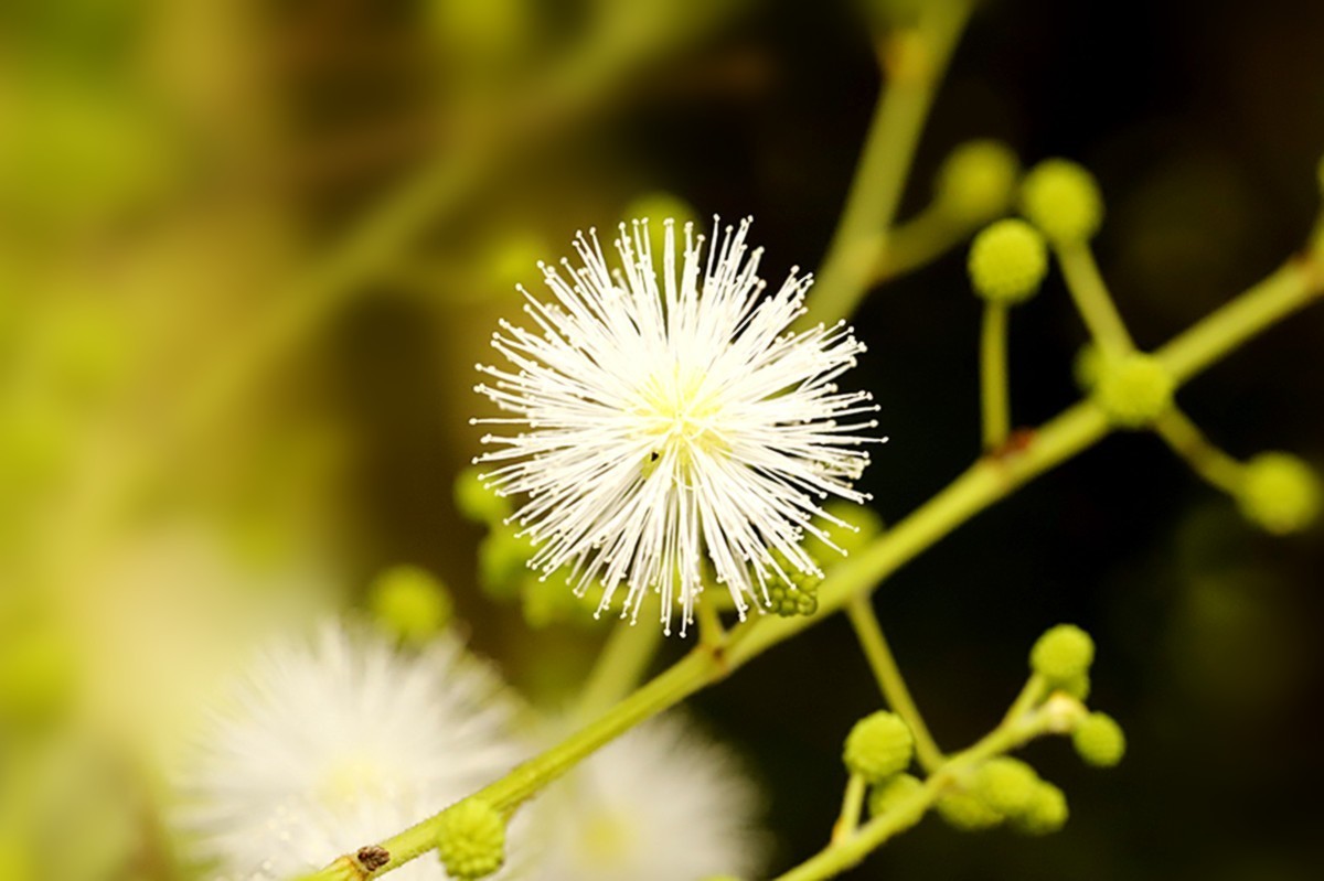 光夹含羞草花洁白如雪