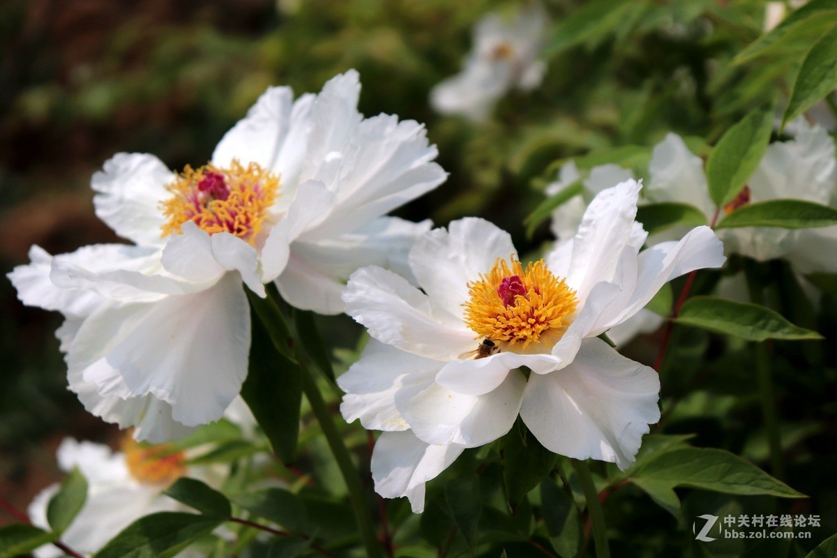 盛开的凤丹花铜陵牡丹