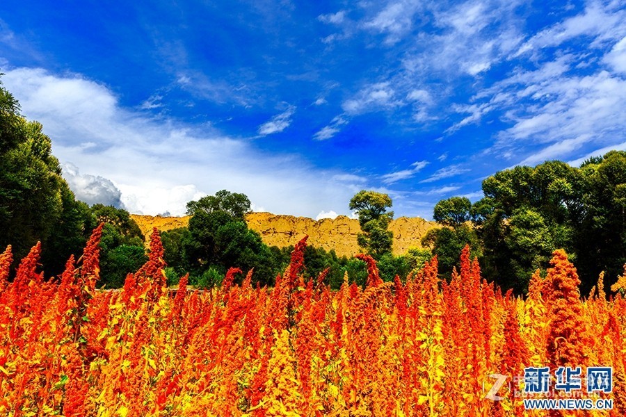 2018.6.3长久物流涨停，深高速送7元、金灿灿的美景，不仅可以
