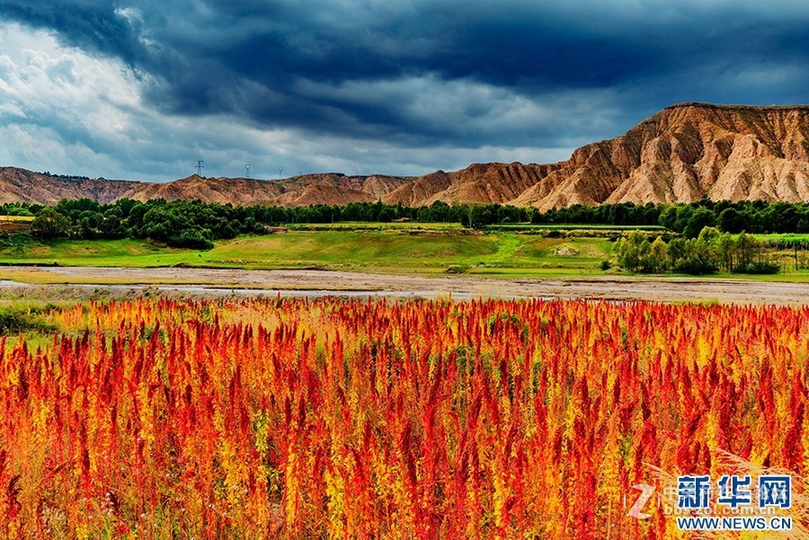 2018.6.3长久物流涨停，深高速送7元、金灿灿的美景，不仅可以