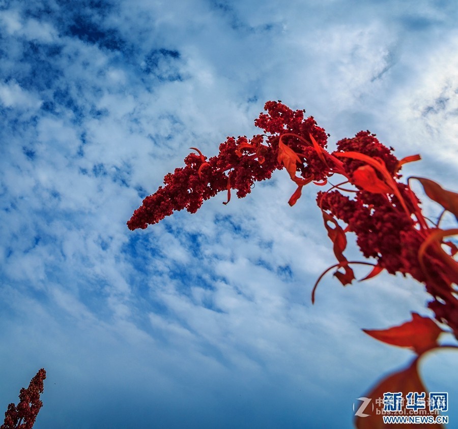 2018.6.3长久物流涨停，深高速送7元、金灿灿的美景，不仅可以