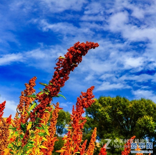 2018.6.3长久物流涨停，深高速送7元、金灿灿的美景，不仅可以