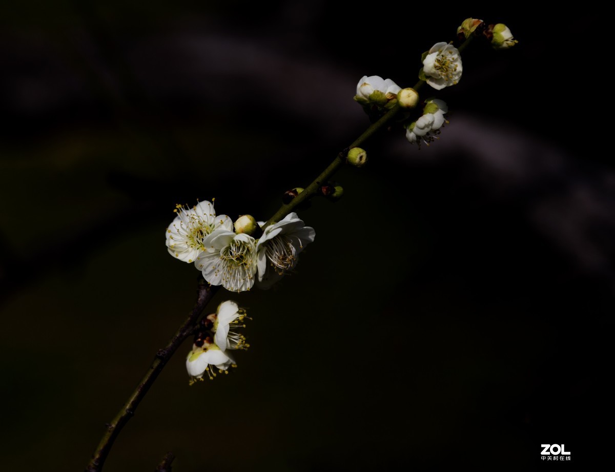 公园陆续开放，梅花一组请老师们指点，谢谢