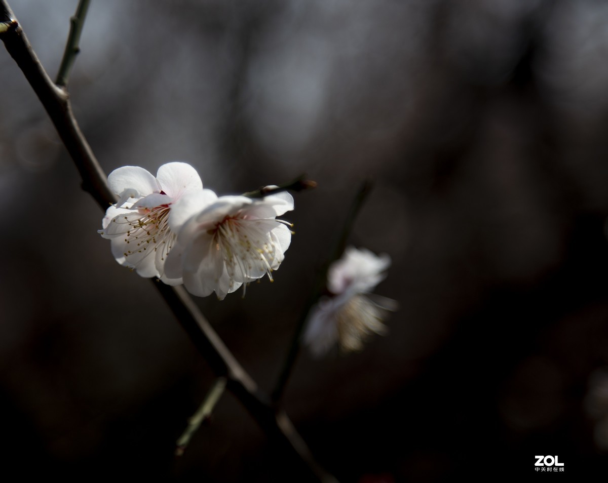 公园陆续开放，梅花一组请老师们指点，谢谢