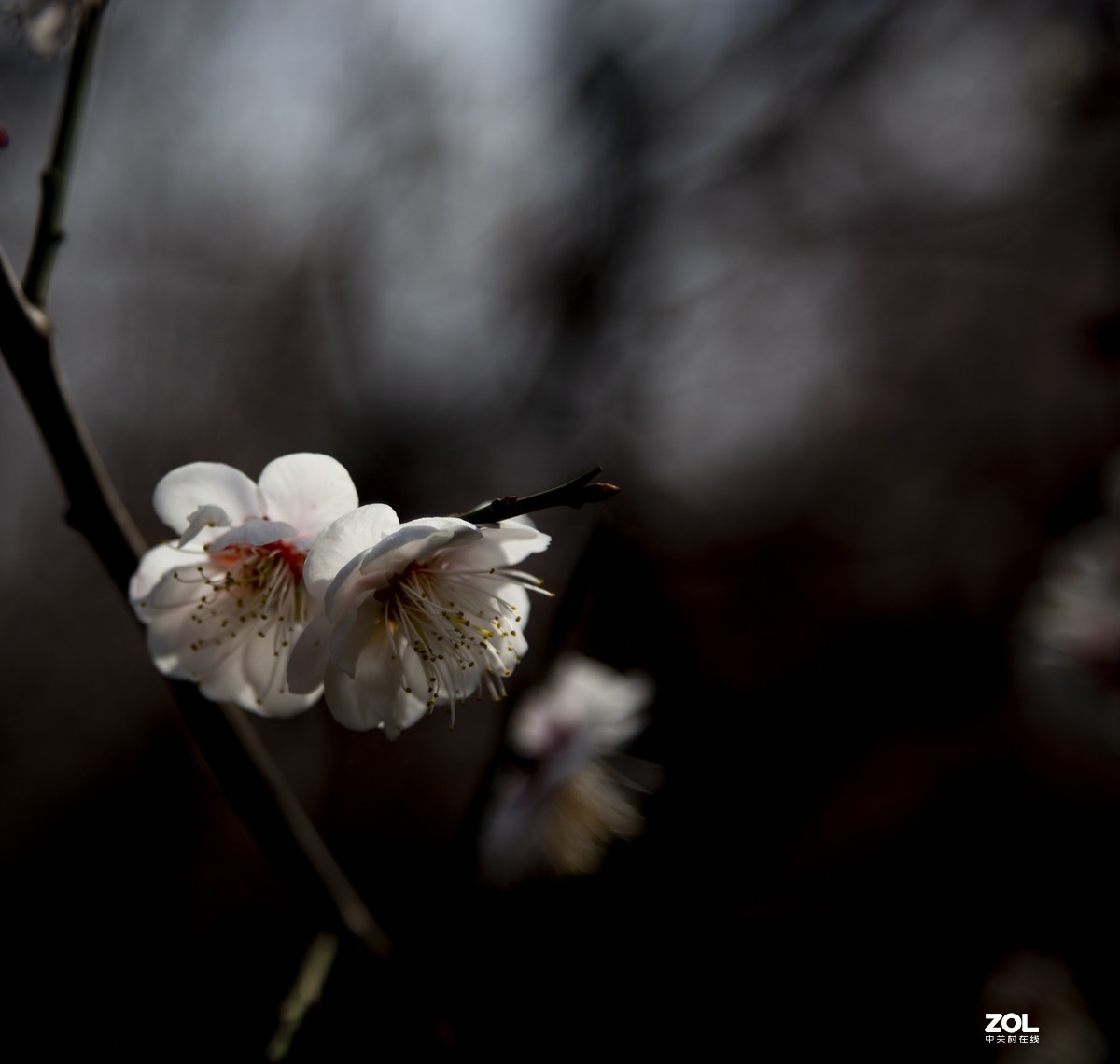 公园陆续开放，梅花一组请老师们指点，谢谢