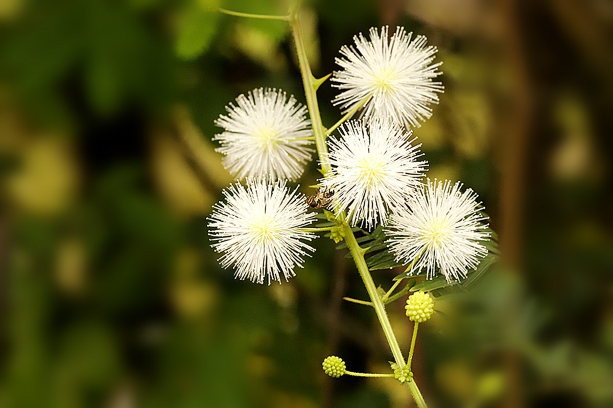 光夹含羞草花洁白如雪