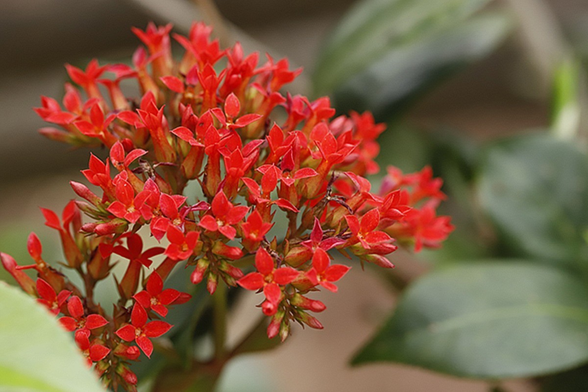 吉祥如意长寿花