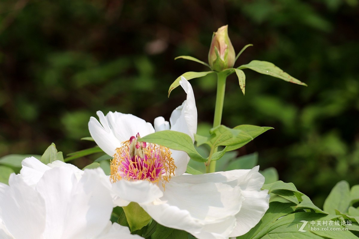 盛开的凤丹花铜陵牡丹