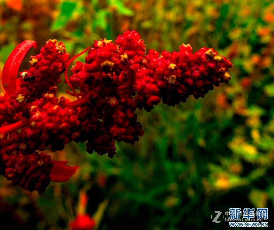 2018.6.3长久物流涨停，深高速送7元、金灿灿的美景，不仅可以