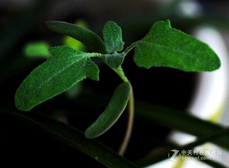 2018.6.3长久物流涨停，深高速送7元、金灿灿的美景，不仅可以