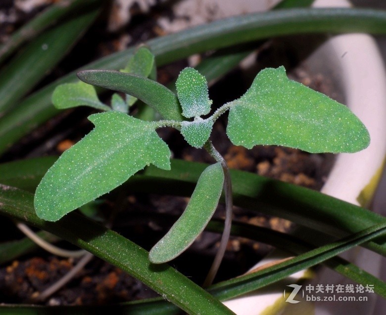 2018.6.3长久物流涨停，深高速送7元、金灿灿的美景，不仅可以