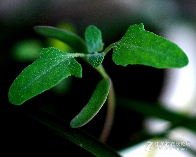 2018.6.3长久物流涨停，深高速送7元、金灿灿的美景，不仅可以