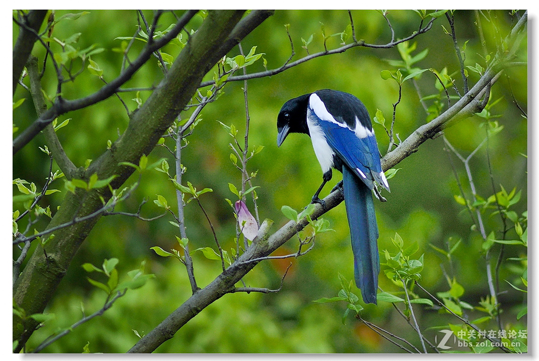 第一次拍喜鹊-中关村在线摄影论坛