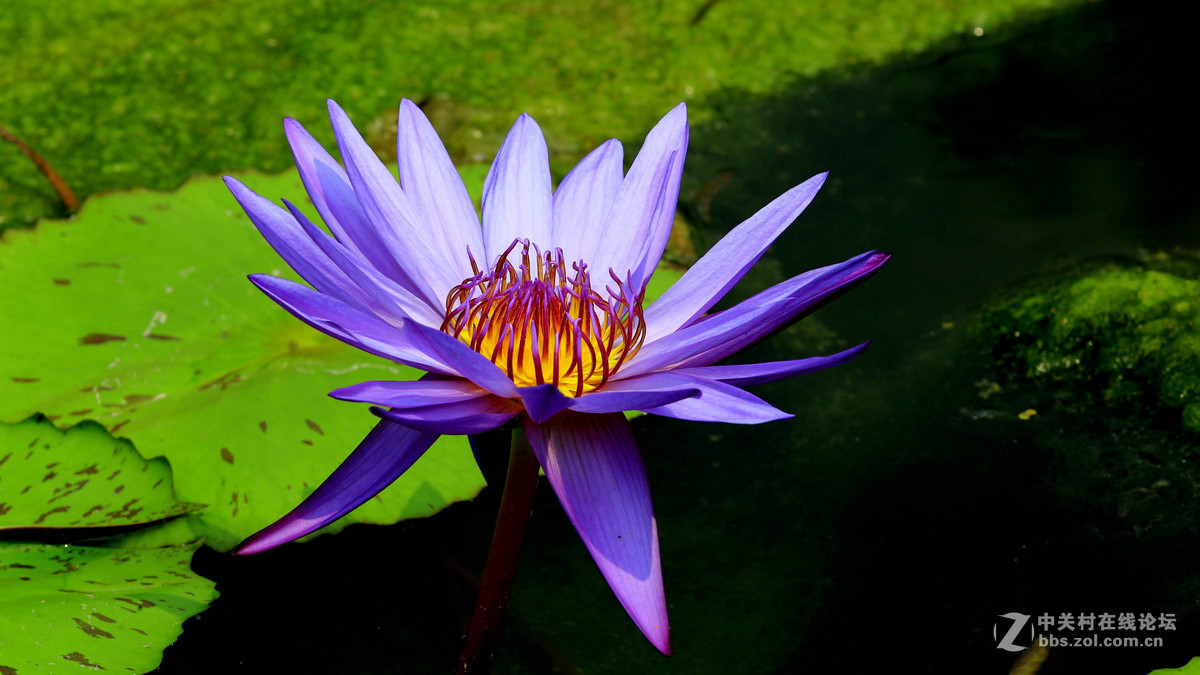 莲花
