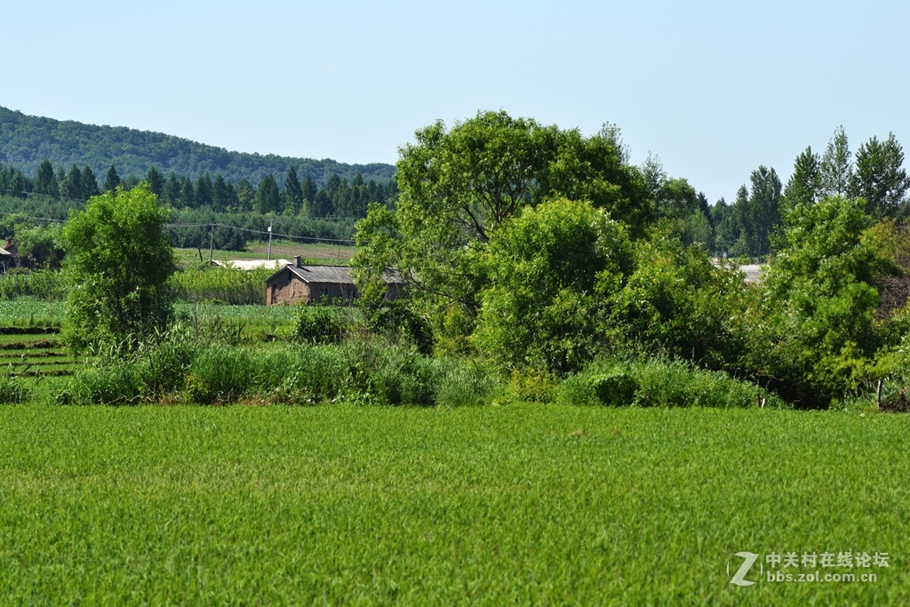 綠色小山村