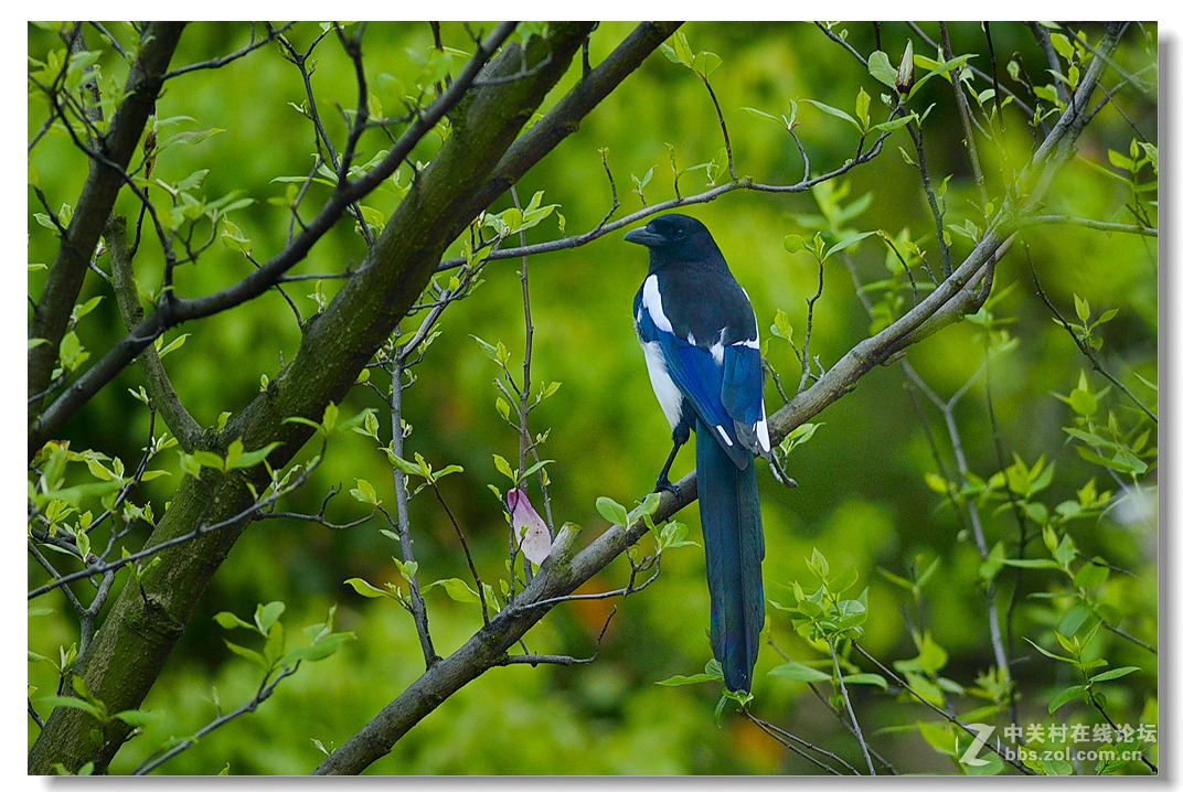 来一组喜鹊照-中关村在线摄影论坛