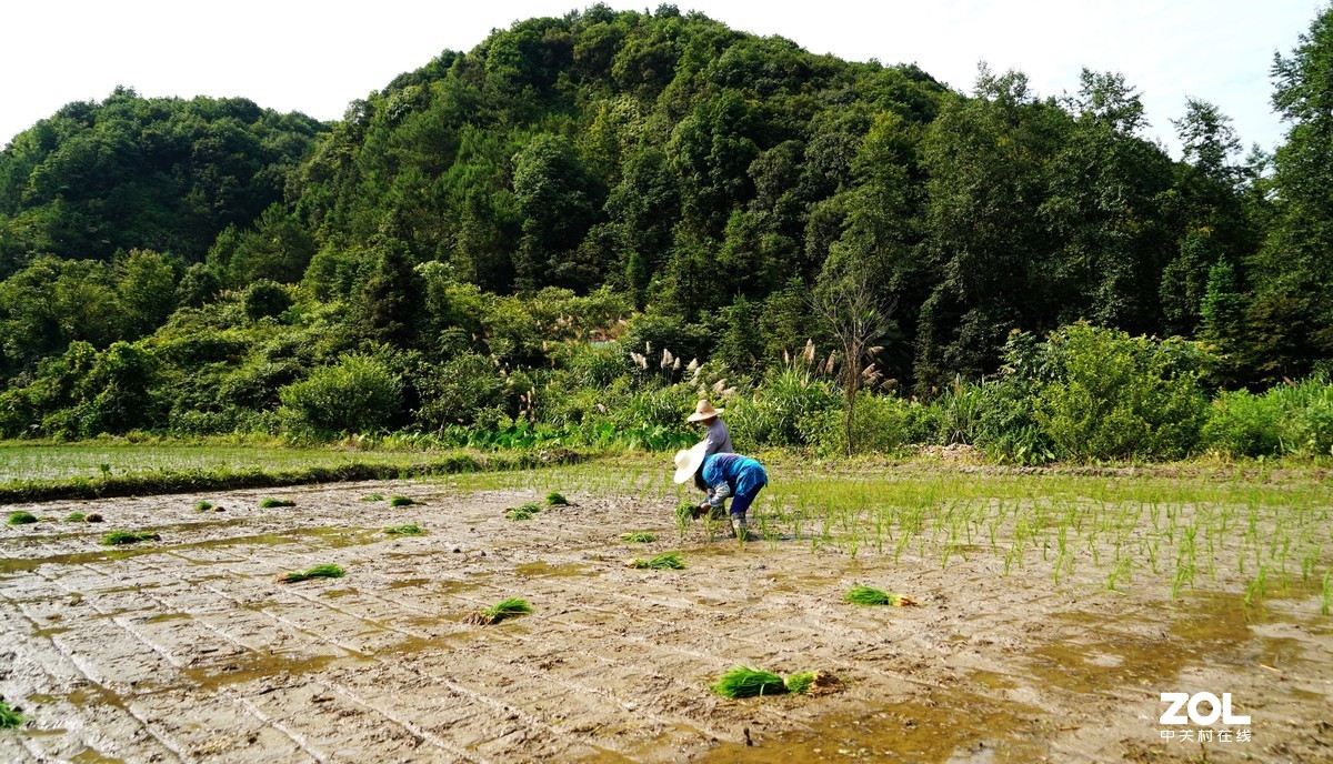 汗滴禾下土粒粒皆辛苦要问挿秧人个个都古稀