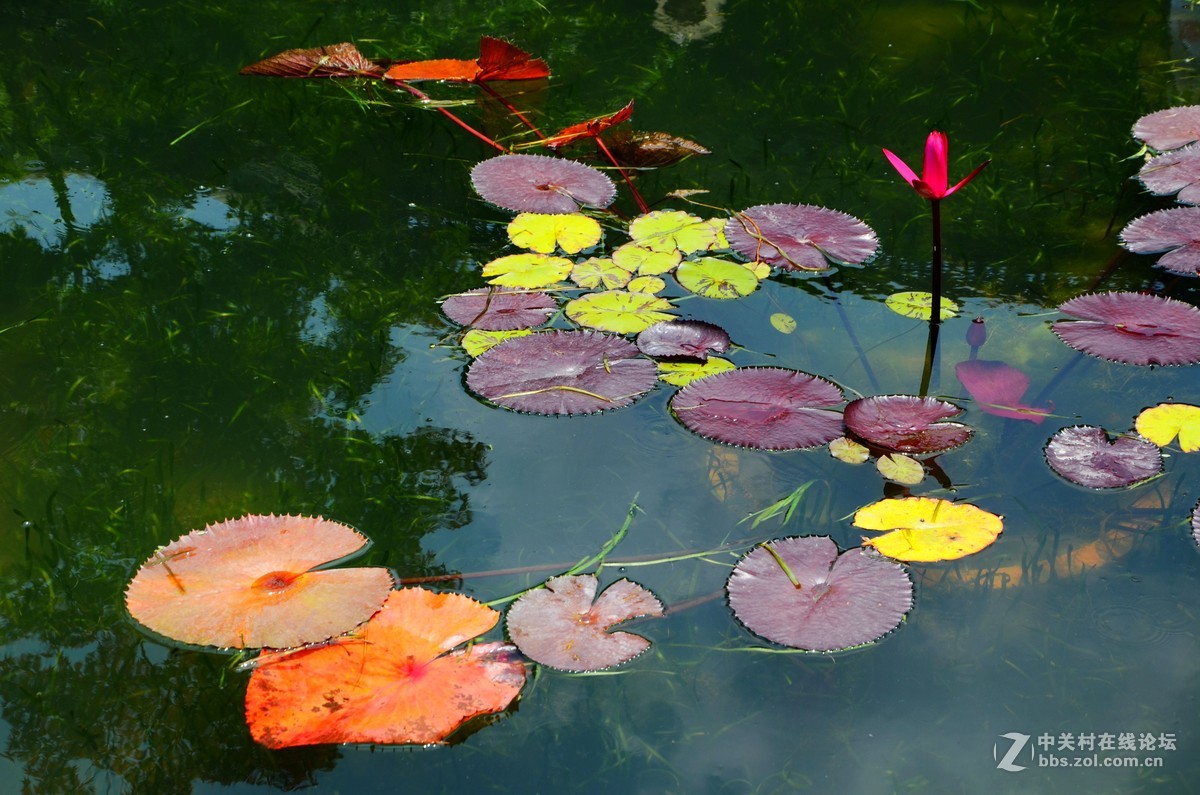 池塘莲影睡莲