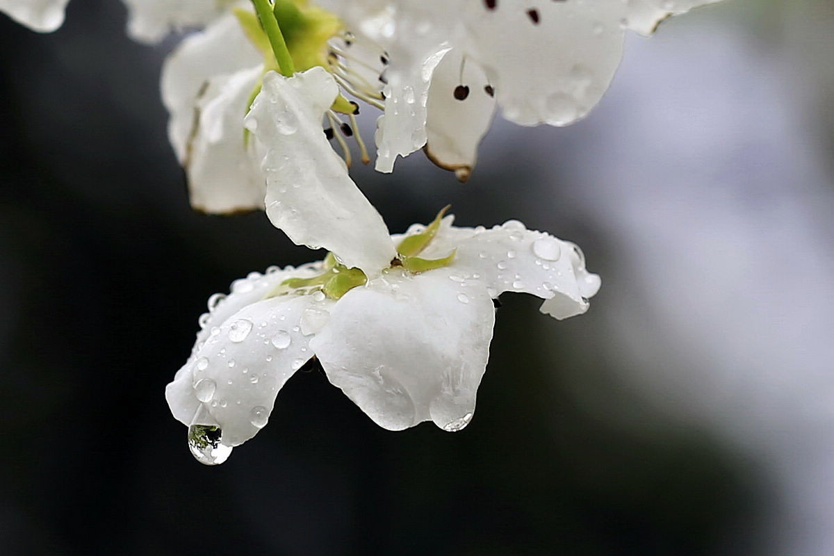美丽盛开在雨中-花卉摄影桌面壁纸预览 | 10wallpaper.com