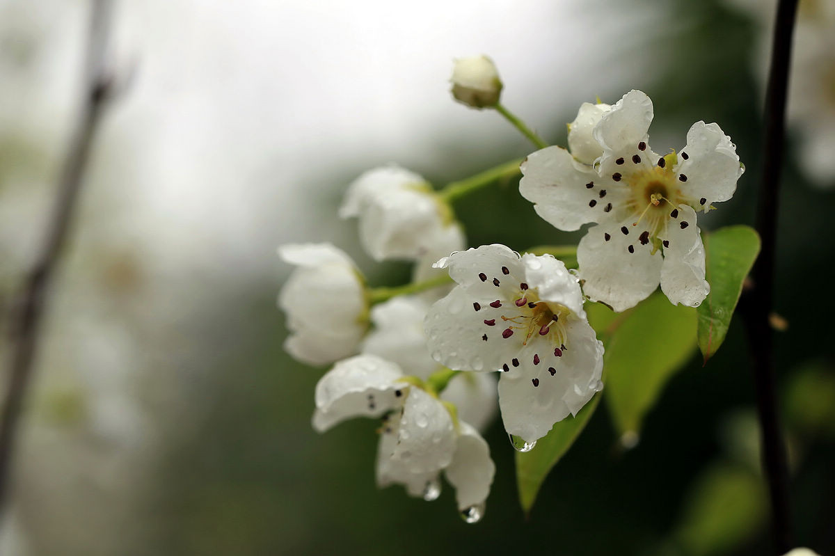梨花带雨图片 唯美图片