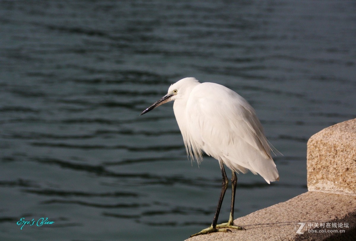 筼筜湖畔的白鹭