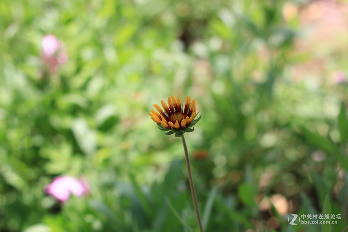 学校拍的，希望高手指点（中午阳光充足）
