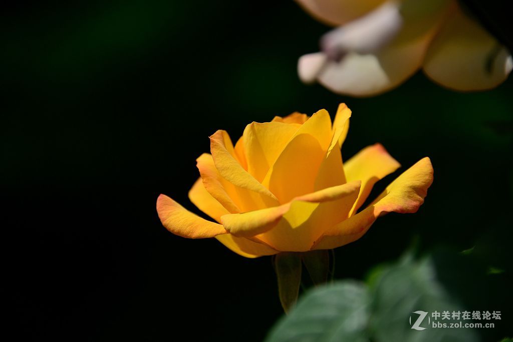 一束绚丽黄月季