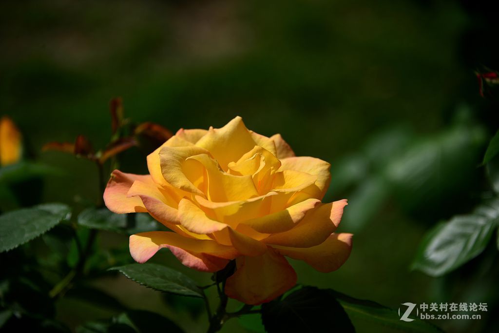 一束绚丽黄月季