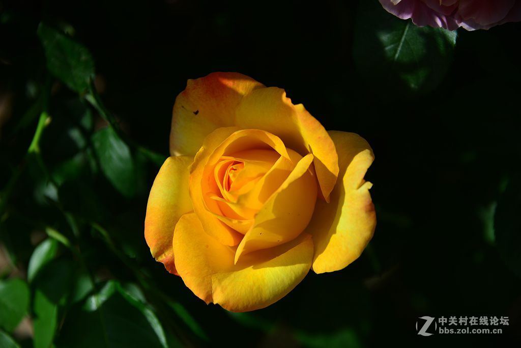 一束绚丽黄月季