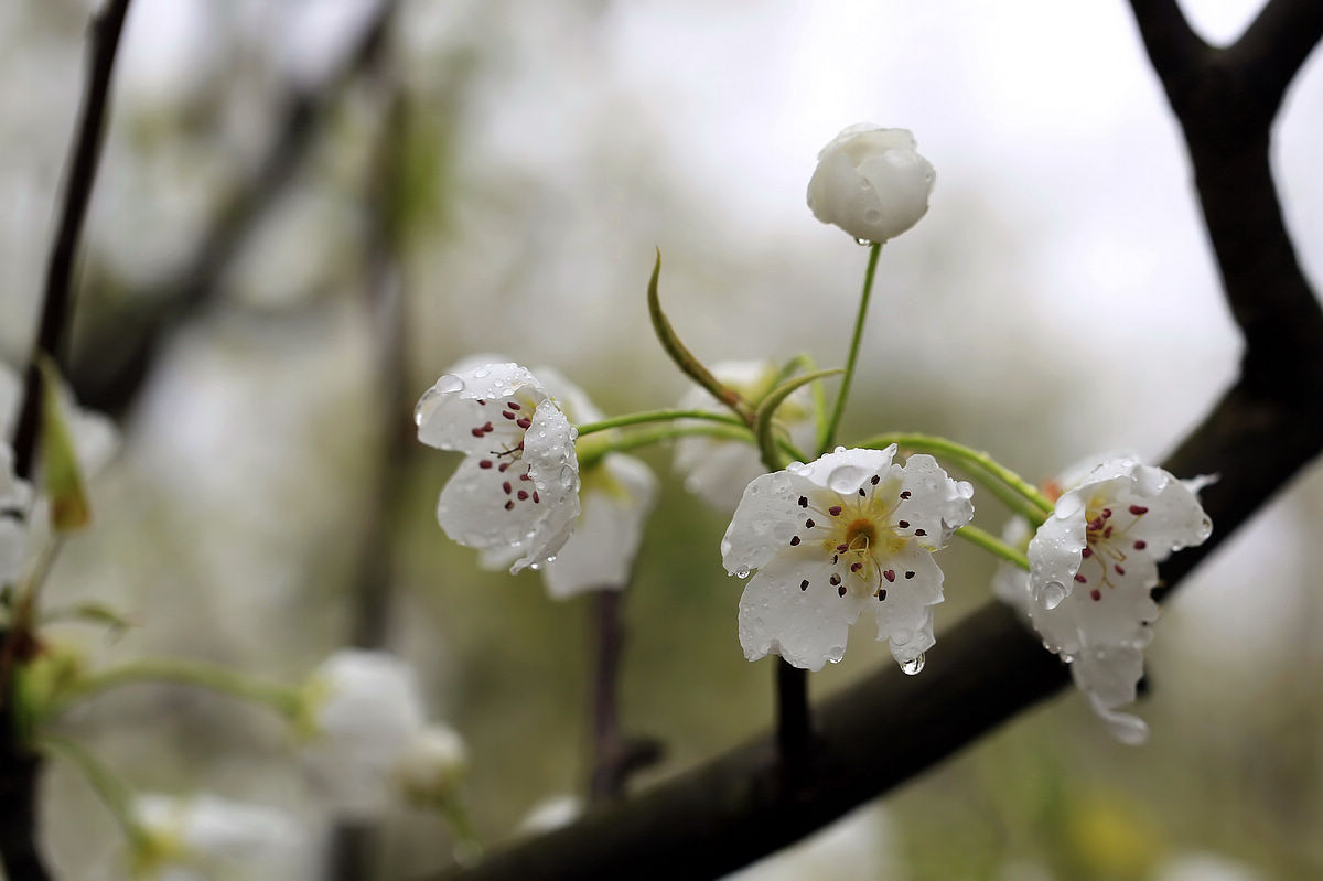 梨花带雨-中关村在线摄影论坛