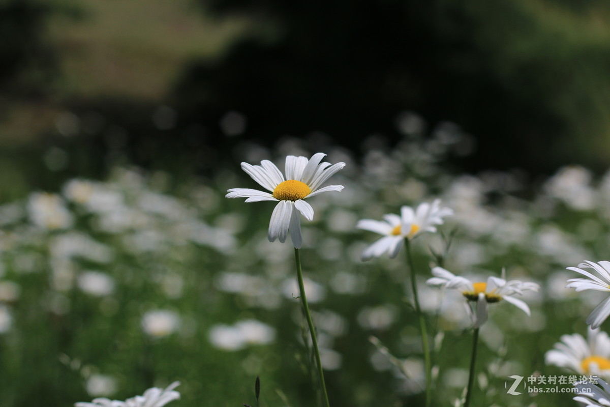 学校拍的，希望高手指点（中午阳光充足）