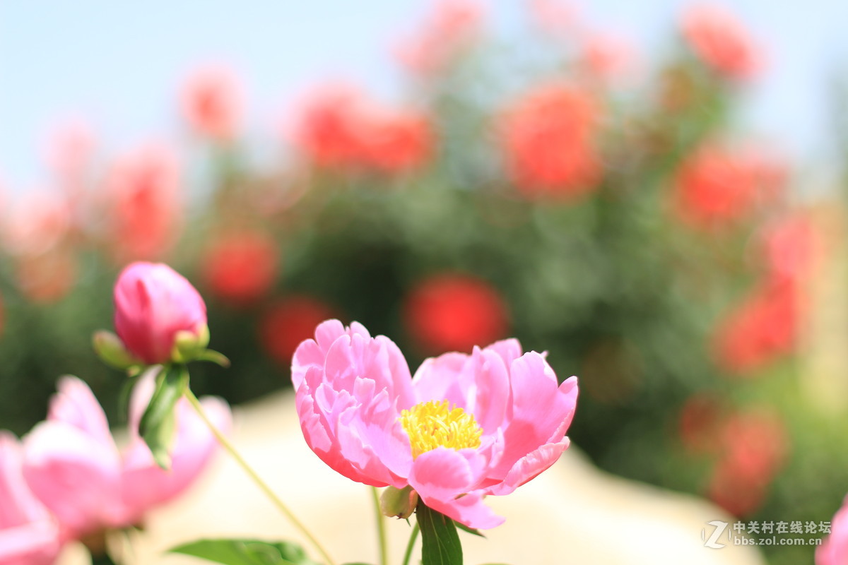 学校拍的，希望高手指点（中午阳光充足）