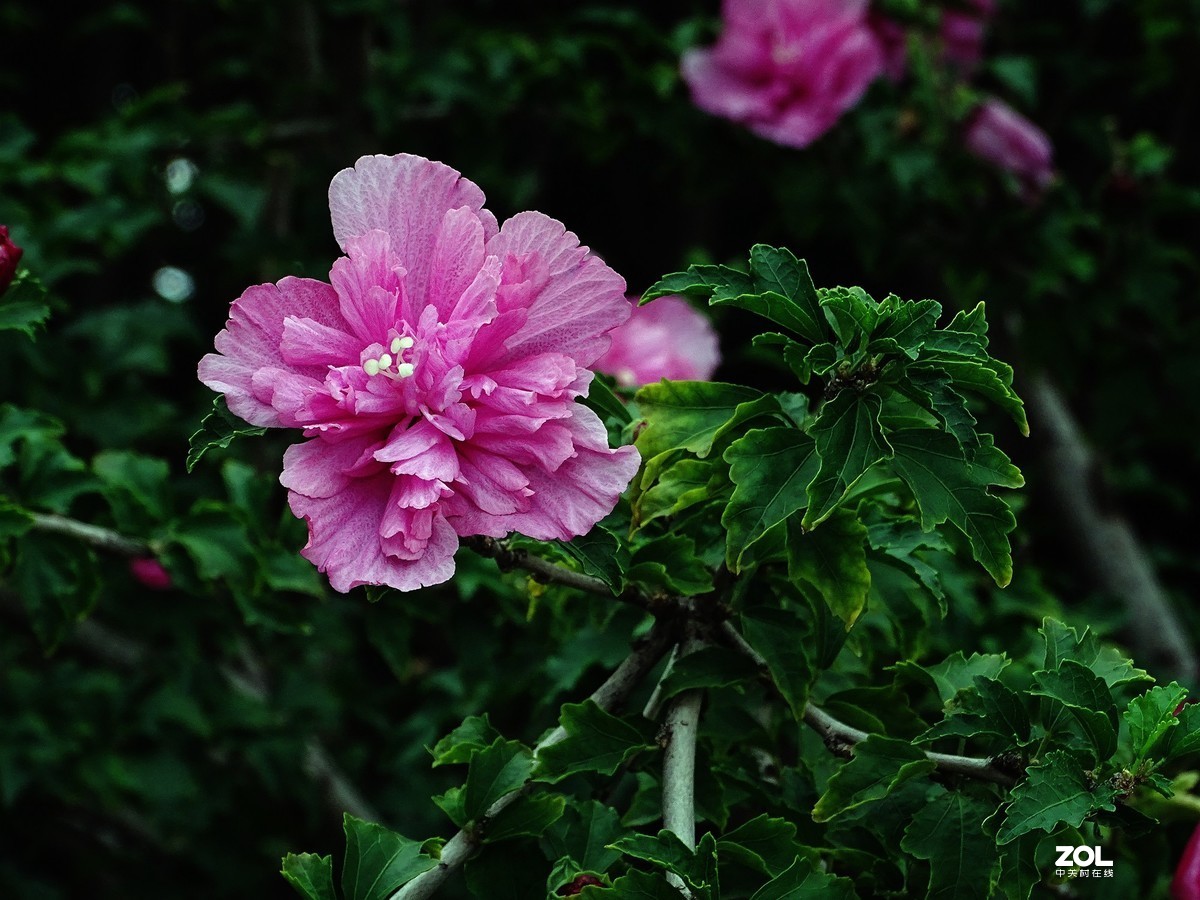 木槿花——2