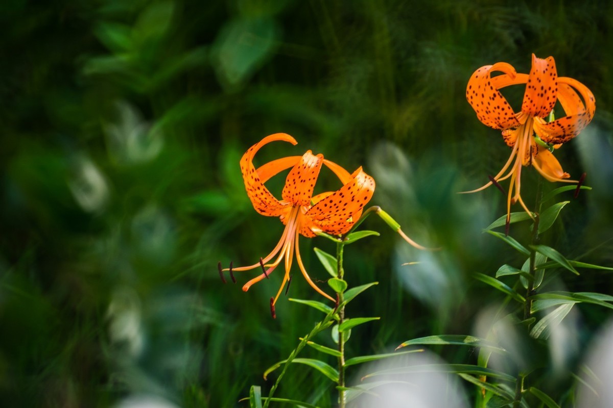 木槿、虎皮百合（萱草）