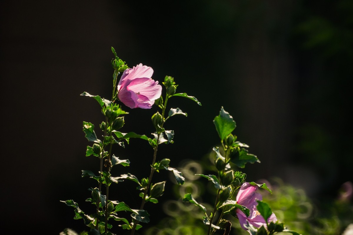 木槿、虎皮百合（萱草）