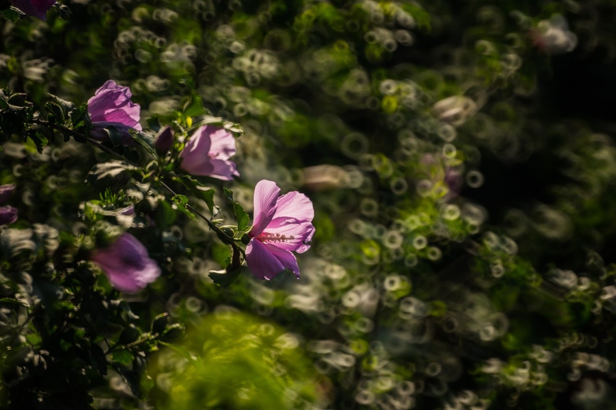 木槿、虎皮百合（萱草）