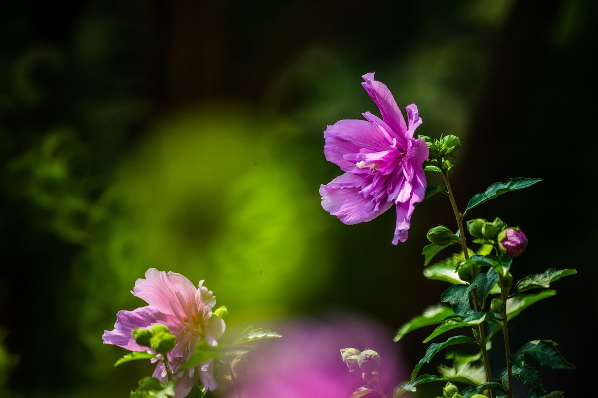 木槿、虎皮百合（萱草）