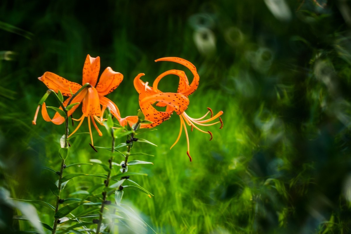 木槿、虎皮百合（萱草）