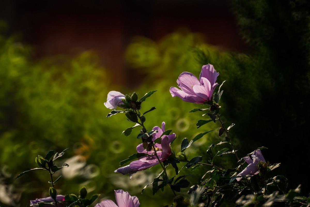 木槿、虎皮百合（萱草）