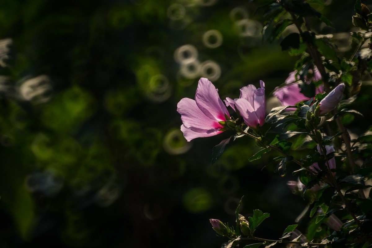 木槿、虎皮百合（萱草）