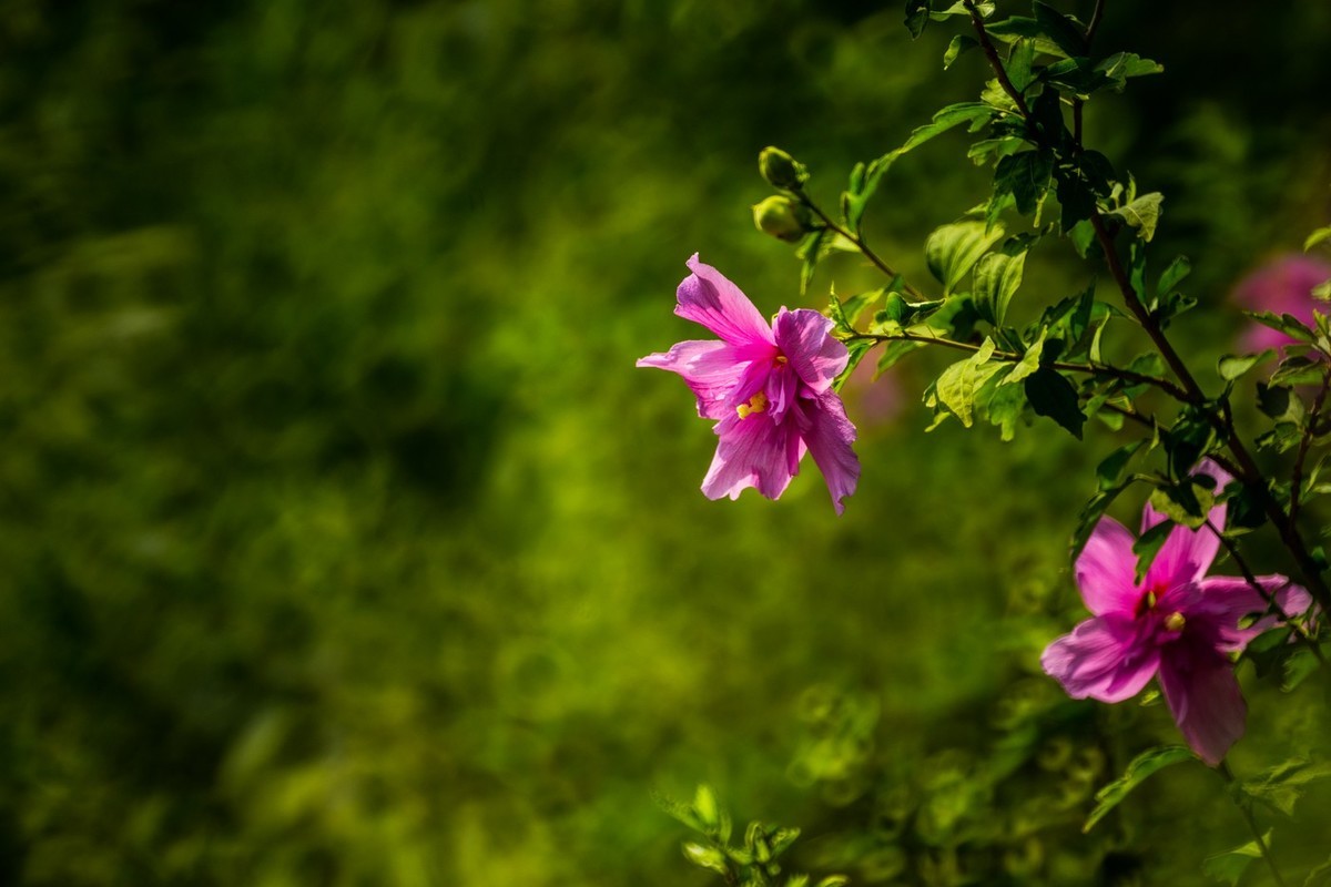 木槿、虎皮百合（萱草）