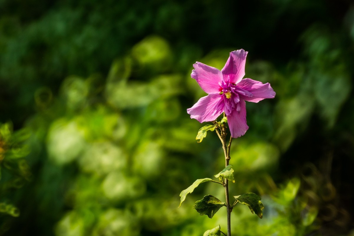 木槿、虎皮百合（萱草）