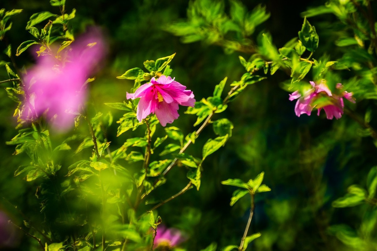 木槿、虎皮百合（萱草）