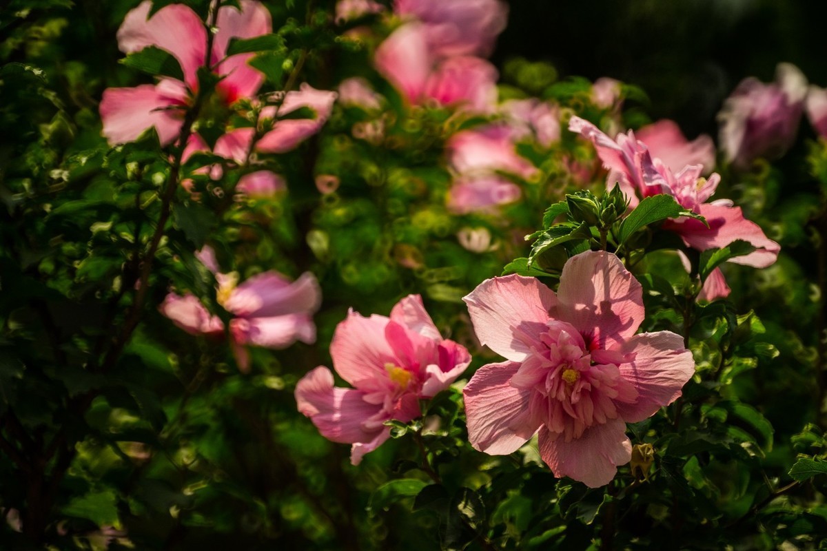 木槿、虎皮百合（萱草）