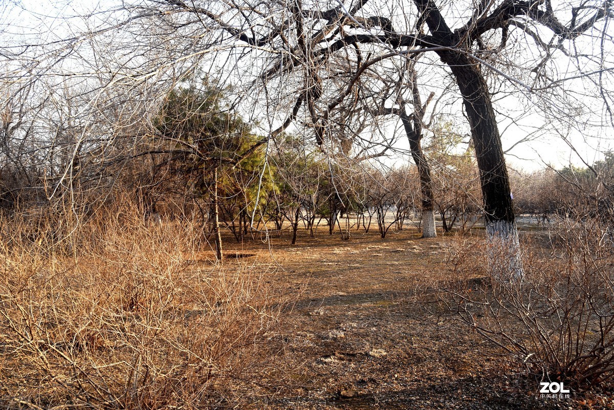 2020-2-23   疫情中的北京奥森公园----------------------------。